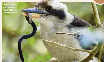  ??  ?? Small snakes can make a tasty meal for a kookaburra.