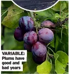  ??  ?? variable: plums have good and bad years