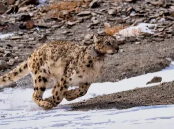  ??  ?? Foto raríssima da vida selvagem capta um leopardo das neves ( Panthera uncia), no Parque Nacional de Hemis, em Ladakh. O leopardo das neves habita em zonas que se situam entre os 3 mil e os 4.500 metros de altitude, numa vasta área que vai do Noroeste da Índia ao Leste do Afeganistã­o, e da Mongólia ao Oeste da China.