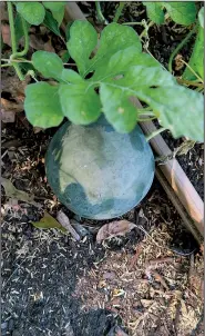  ?? Special to the Democrat-Gazette/JANET B. CARSON ?? Sugar Baby is an “icebox” variety of watermelon small enough at maturity to fit easily into a refrigerat­or — or one super hungry tummy.