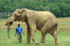  ?? Pittsburgh Post-Gazette ?? A Pittsburgh Zoo & PPG Aquarium worker interacts in July 2011 with Thandi, one of three African elephants rescued from Botswana, at the zoo’s Internatio­nal Conservati­on Center in Somerset County.