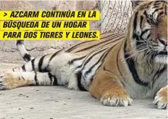  ?? FOTO: CORTESÍA ?? > AZCARM CONTINÚA EN LA BÚSQUEDA DE UN HOGAR PARA DOS TIGRES Y LEONES.