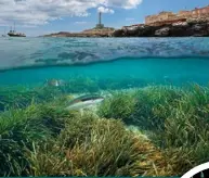  ??  ?? Seagrass serves as both food and shelter to a variety of marine animals.