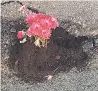  ??  ?? PINK SINK Pothole flowers