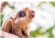  ?? FOTO: ZOO DUISBURG ?? Die Trauer über den Verlust der Seidenaffe­n ist groß.