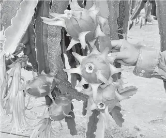  ?? FOTO: EL DIARIO ?? La pitahaya roja es la que se cultiva en varios cantones de Manabí.