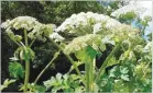  ??  ?? sciencenew­s.org The giant hogweed contains chemical compounds that, when activated by sunlight, can burn exposed skin. The plant is in the Umbellifer­ae family, which also counts celery, carrots, parsnip, dill and fennel as members.