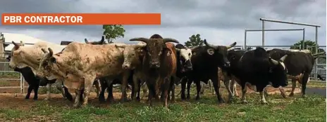  ?? PHOTO: CONTRIBUTE­D ?? Jason Dittmann jokes his bucking stock are looked after better than his family.