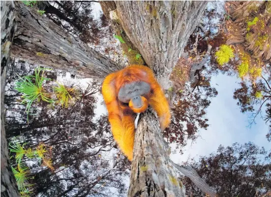  ??  ?? Canadian photograph­er Thomas Vijayan won the overall prize and the animal behaviour section in the Nature Photograph­y of the Year contest with this shot of an orangutan in Borneo.