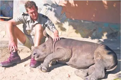  ?? Picture / Hoedspruit Endangered
Species Centre ?? Gertjie, who was ‘‘crying inconsolab­ly’’ beside his dead mother when he was found, is now building up his strength.