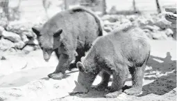  ?? COURTESY OF ABQ BIOPARK ZOO ?? Bears like these seen at the then Rio Grande Zoo in 1982 were among the original animals placed on display at the city’s Water Plant in 1925.