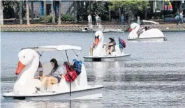  ?? JOE BURBANK/ORLANDO SENTINEL ?? Swan boats are available to rent at Lake Eola on a first-come, first-serve basis.