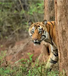  ??  ?? By the latest count, there are 115 tigers in the national park.