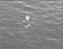 ?? CP PHOTO ?? Right whales are seen in the south Gulf of Saint Lawrence in this handout photo.