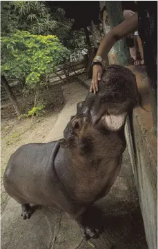  ?? FOTO: LUIS BERNARDO CANO/DPA ?? Touristen lieben Vanessa: Die Nilpferdda­me ist gezähmt und hat in Puerto Triunfo als Einzige auf der Hacienda Nápoles einen Teich.