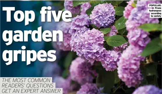  ??  ?? POPULAR: Prune hydrangeas according to variety