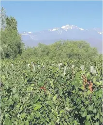  ??  ?? The Uco Valley is a sub-region of Argentina’s largest growing area, Mendoza.