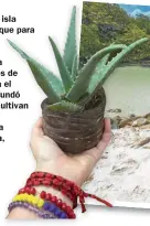  ??  ?? ALOE. En la isla funciona la que para algunos es la fábrica más antigua de productos de aloe vera en el mundo. Se fundó en 1890 y cultivan sus propias plantas. Una crema chica, US$ 12.