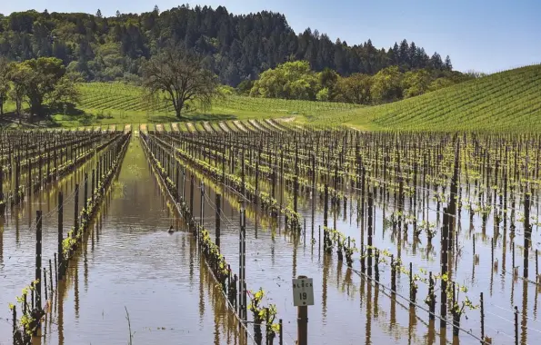  ??  ?? Above: near Sonoma Valley in California, April 2018, a vineyard flooded following persistent rains that caused a river to swell