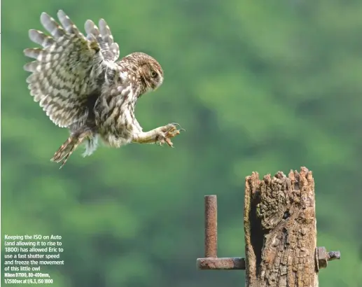  ??  ?? Keeping the ISO on Auto (and allowing it to rise to 1800) has allowed Eric to use a fast shutter speed and freeze the movement of this little owl Nikon D7100, 80-400mm, 1/2500sec at f/6.3, ISO 1800