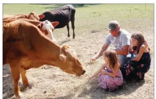  ?? CAROL ROLF/CONTRIBUTI­NG PHOTOGRAPH­ER ?? Damon Helton encourages two of his daughters — Violet, left, and Olivia — to help him feed hay to the cows. All four of the Helton children help their parents on the family farm, which they call The Farm at Barefoot Bend.