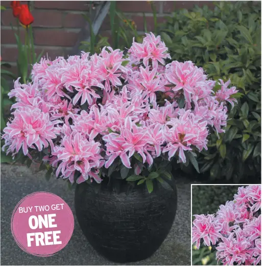  ?? Free delivery within 14 days. ?? Order one Azalea ‘Pink Spider’ for £9.99 (Code GA1170) or buy two for only £19.98 (Code GA1171) and receive a further one FREE.