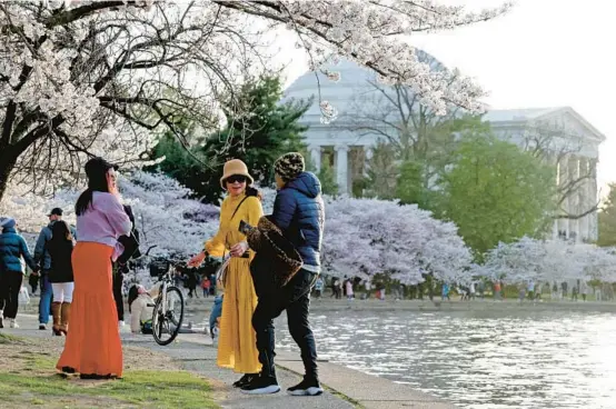  ?? ALEX WONG/GETTY ?? Cherry trees are in full bloom March 19 in Washington. Seasonal warmth and light can incite a certain exuberance often called “spring fever.”