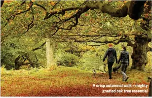  ??  ?? A crisp autumnal walk – mighty gnarled oak tree essential