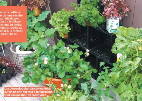  ??  ?? La culture des plantes comestible­s sur un balcon est tout à fait possible, tout est question de créativité !