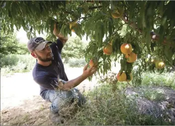  ?? JOYCE MARSHALL/STAR-TELEGRAM VIA AP ?? In this Thursday photo, Jay Hutton picks peaches at Hutton Peach Farm in Weatherfor­d, Texas. Experts say the mild Texas winter hampered this year’s peach crop in parts of the state. The North Texas harvest appears to be bountiful, but growers in some...