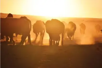  ?? AP PHOTO/MATTHEW BROWN ?? Bison awaiting transfer to Native American tribes walk in a herd Oct. 13 inside a corral at Badlands National Park near Wall, S.D.