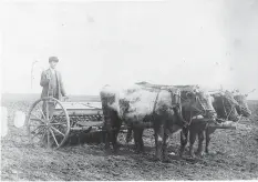  ??  ?? Karl Gogol with his oxen.