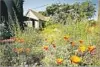  ?? Theodore Payne Native Plant Tour ?? WOODLAND-inspired garden is on Theodore Payne tour.