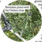  ??  ?? Revitalise plants with the Chelsea chop