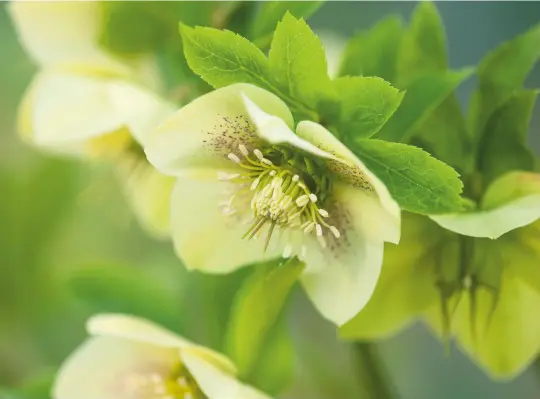  ??  ?? Above: Helleborus orientalis ssp. guttatus, from Georgia. Facing page: Almost black, burgundy solid double