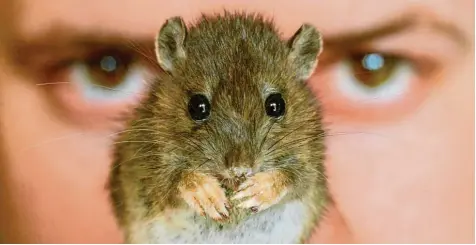  ?? Symbolfoto: Ralf Hirschberg­er, dpa ?? Pariser Politiker und auch die Bewohner der Stadt haben die Ratten genau im Visier. Auf verschiede­ne Weise will die Stadt den Tieren das Handwerk legen: Mithilfe einer Mel deplattfor­m etwa und durch ziemlich grausame Fallen.