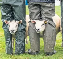  ?? Pictures: Wullie Marr and Kenny Smith. ?? Clockwise from far left: Simmental bull Lisglass Goldstart, with Gordon Clark of Broombrae Farm, Auchtermuc­hty, was interbreed beef champion at last year’s Fife Show; Laura Crooks from Luncarty with Elvis Inspiratio­n, champion decorated harness at last year’s Perth Show; lambs take shelter from the rain during judging at Braco Show; Reserve Horse Champion Eynhallow Linny at last year’s Perth Show; Andrew Wilson can’t hide his delight after winning champion of champions with his dairy cow at last year’s West Fife Show.