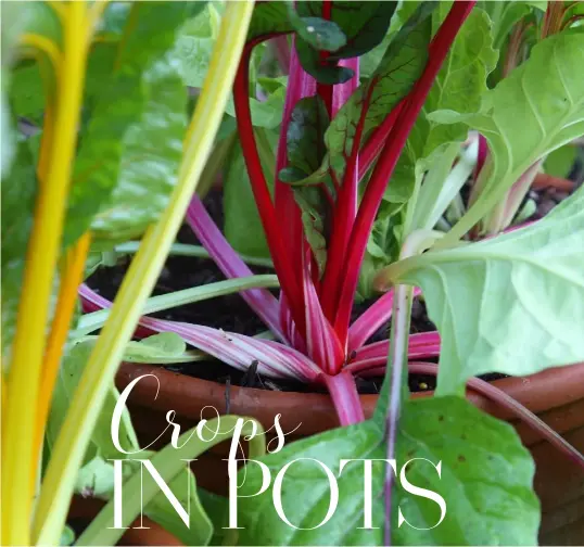  ??  ?? CHARD (ABOVE) IS ONE OF THE MOST ATTRACTIVE VEGETABLES YOU CAN GROW. DIRECTSOW IT INTO SMALL POTS, THEN TRANSPLANT A FEW INTO A BIGGER POT. LOOK FOR COLOURFUL VARIETIES, SUCH AS ‘BRIGHT LIGHTS’