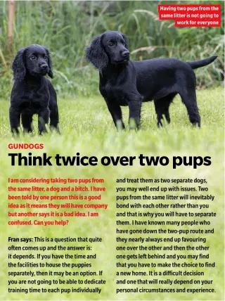  ??  ?? Having two pups from the same litter is not going to work for everyone