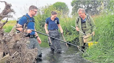  ??  ?? WADING IN: Keith Broomfield joins the work along the Allan Water as they check the numbers of young fish.