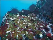  ?? REEF CHECK — CONTRIBUTE­D ?? A previously-culled area in Noyo Bay, after removal of the invasive purple urchins.