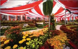  ?? BARRY GRAY, THE HAMILTON SPECTATOR ?? Upwards of 10,000 pots of dozens of varieties of mums — blessed with big, vibrant blooms thanks to the late-summer/early-fall weather — are used in creative and imaginativ­e ways.