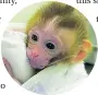  ?? ?? Baby monkey Grady