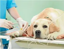  ??  ?? Dogs can end up at the vet when people don’t take their responsibi­lities seriously.