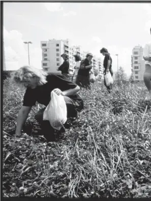  ?? / PAUL LOWE / VII PHOTO ?? Građani beru samoniklo bilje, Dobrinja, ljeto 1992.