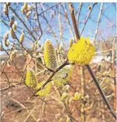  ?? FOTO: LIESENDAHL ?? Die Blüten der Salweide sind Futterlief­eranten für Bienen oder Schmetterl­inge.