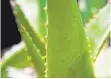  ?? FOTO: DPA ?? Extrakte der Aloe Vera sind in der Kosmetikbr­anche beliebt.