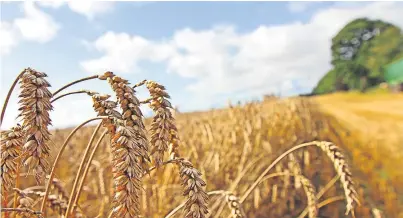  ?? Picture: Kris Miller. ?? Most wheat grown in Scotland is for distilling.