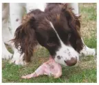  ??  ?? Puppy Emma chews happily on a chicken wing