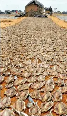  ??  ?? Miles of fish